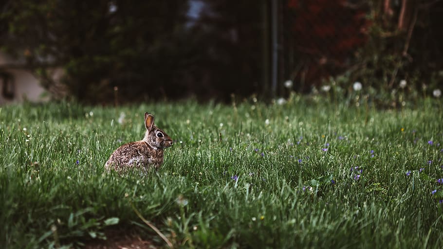 selective photography of rabbit, rabbit surrounded by green grass HD wallpaper