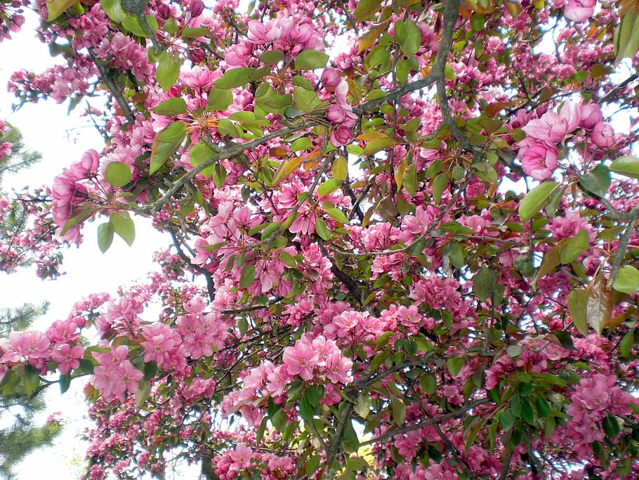 Spring, Tree, Nature, Flowers, Landscape, green, foliage, plant HD wallpaper
