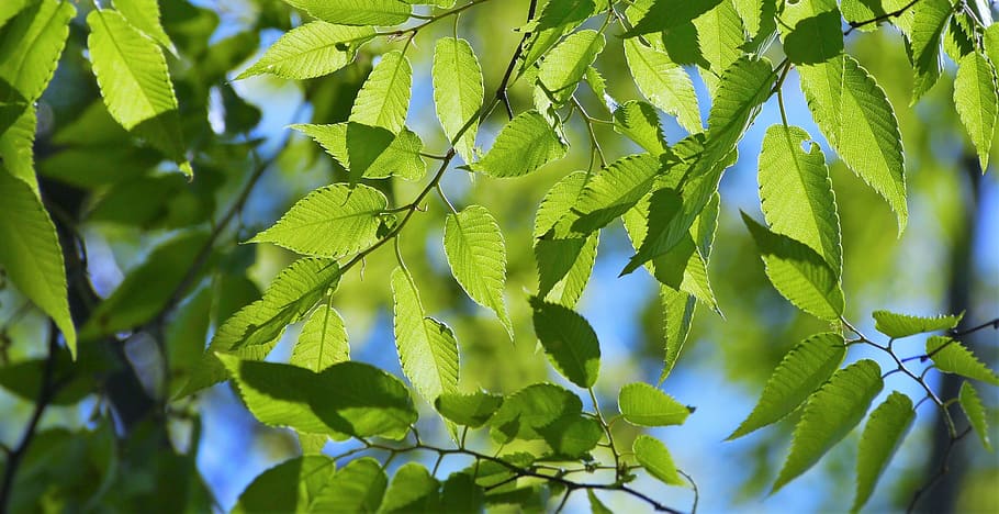 green ovate leaves, spring, fresh green, blue sky, show through HD wallpaper