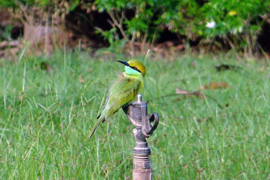 bee eater, bird, small, green, fauna, kaiga, india, animals in the wild HD wallpaper