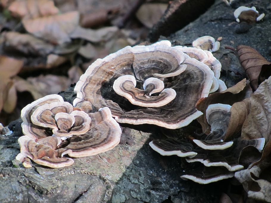 spunk, mushroom, forest, solid, rock, rock - object, close-up HD wallpaper