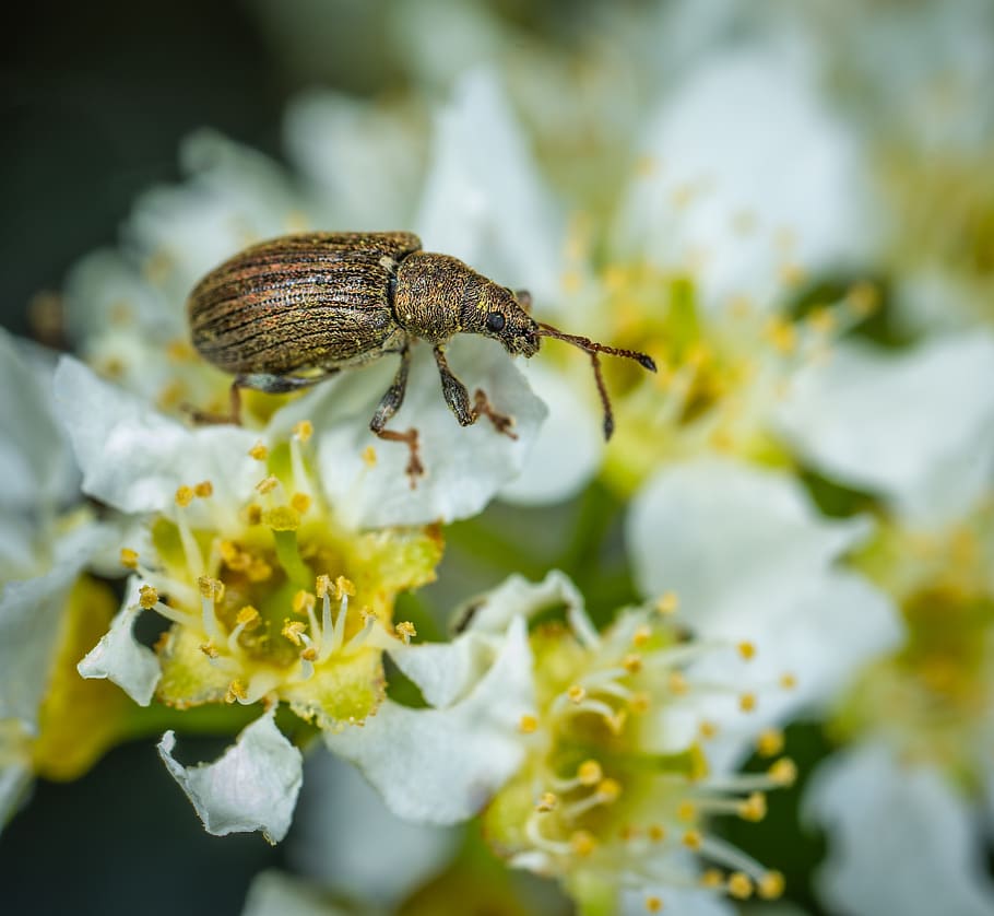 macro, beetle, insect, flowers, animals in the wild, one animal HD wallpaper