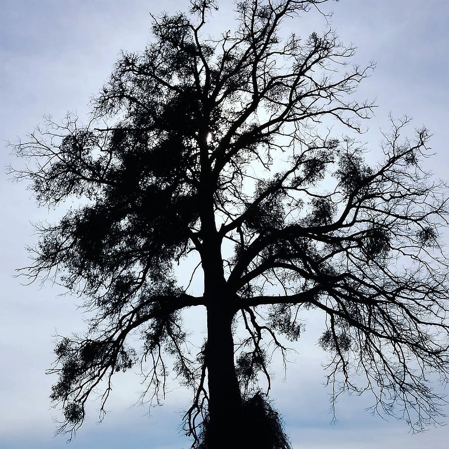 tree, contrast, sky, back light, aesthetic, branches, autumn HD wallpaper