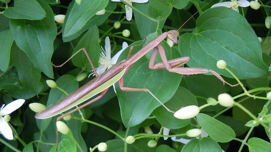 praying mantis, eyes, greenery, insect, wing, wildlife, bug HD wallpaper