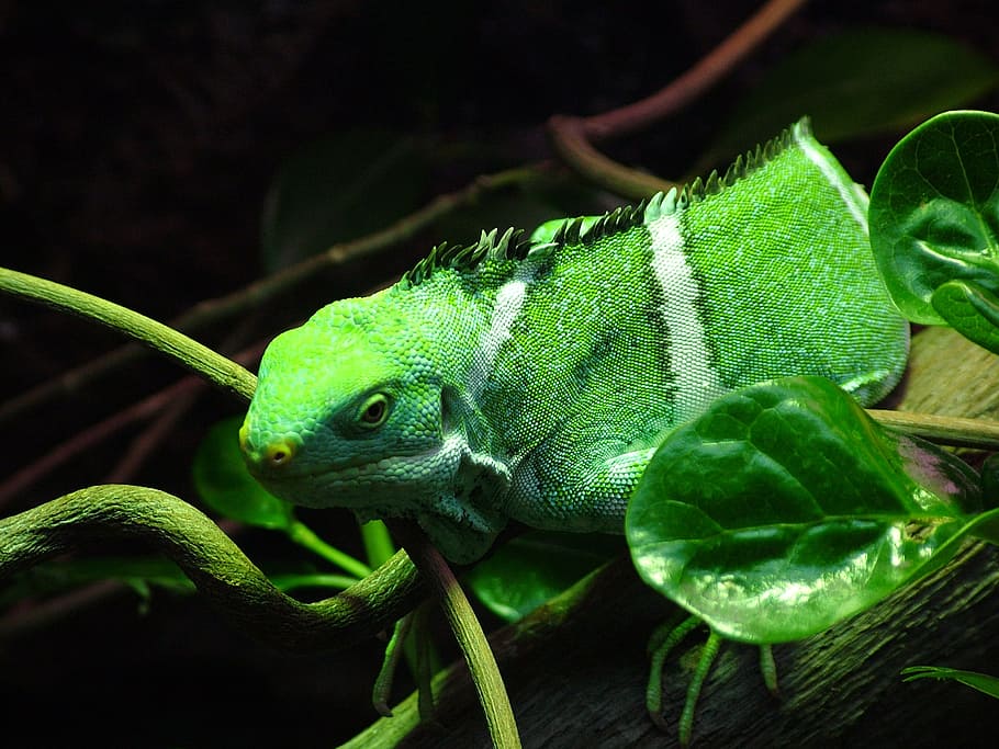 green bearded dragon, fiji iguana, banded, brachylophus, close up, HD wallpaper