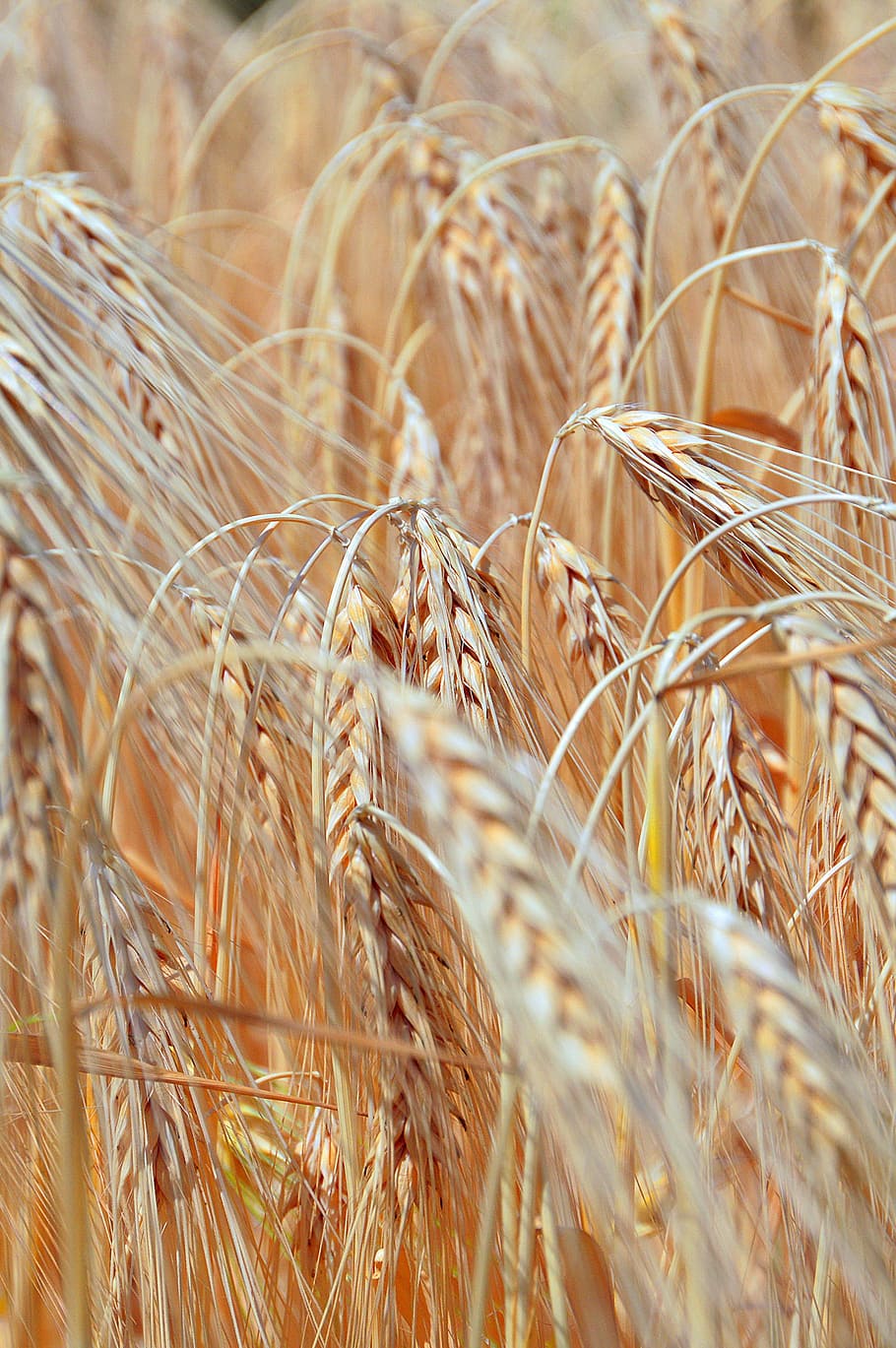 Wheat, Wheatfield, Grain, summer, cornfield, by chaitanya k HD wallpaper