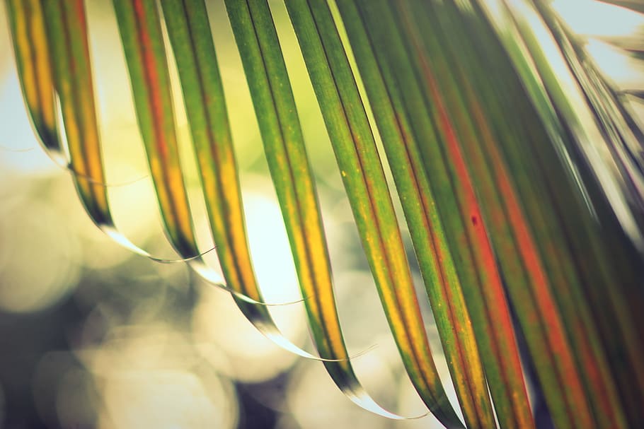 green, leaf, plant, nature, close-up, no people, multi colored HD wallpaper