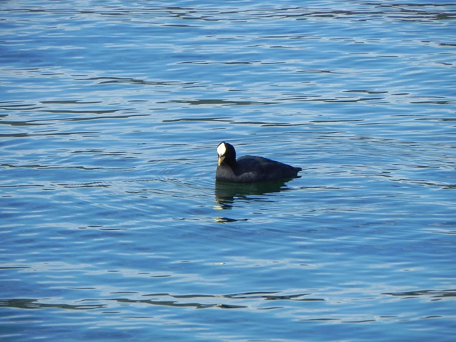 duck, lake, water, chile, animal themes, animal wildlife, one animal HD wallpaper