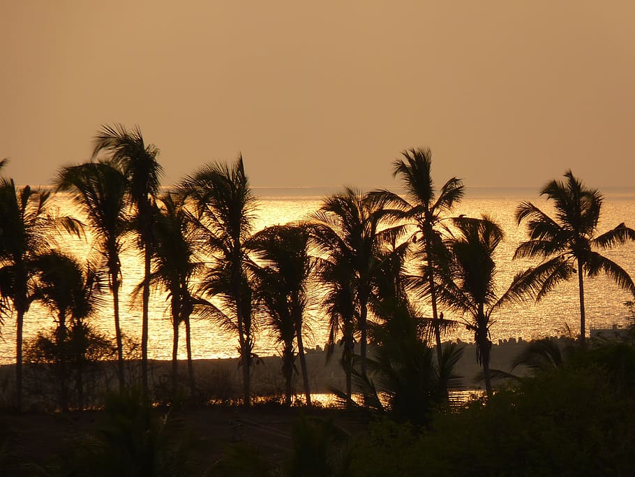 Sunset, Palm Trees, Sea, Atmosphere, silhouette, no people HD wallpaper