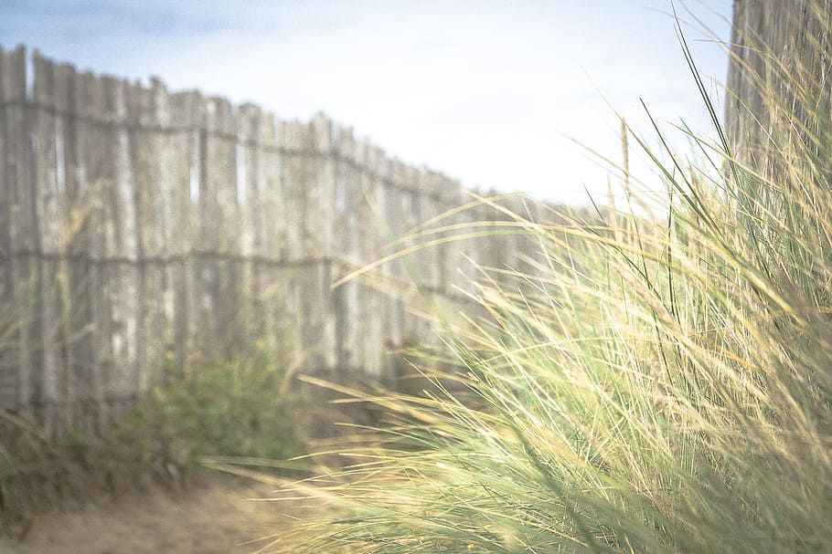 nature, grass, sway, yard, wood, fence, sky, clouds, still HD wallpaper