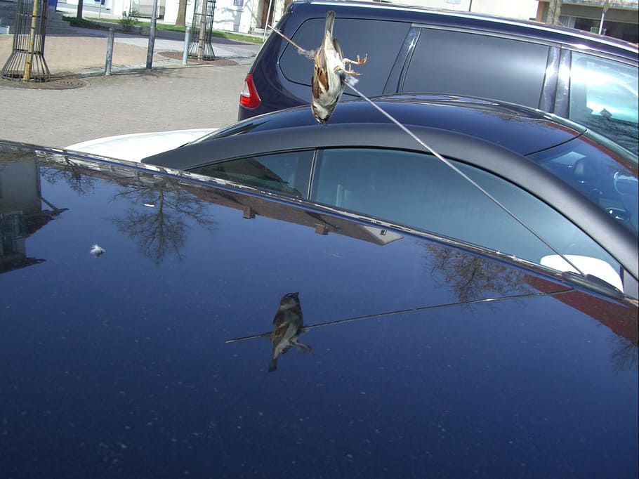 impaled, accidental death, sparrow, car antenna, pierced, engraving