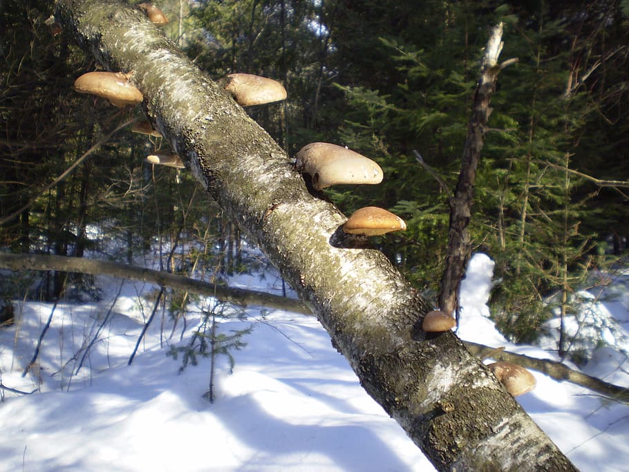 mushroom, branch, forest, winter, autumn, fall, season, brown HD wallpaper