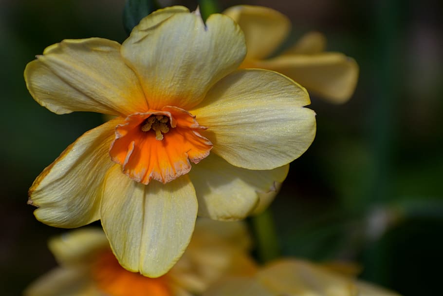 Spring, Yellow, Daffodil, Floral, narcissus, nature, flower HD wallpaper