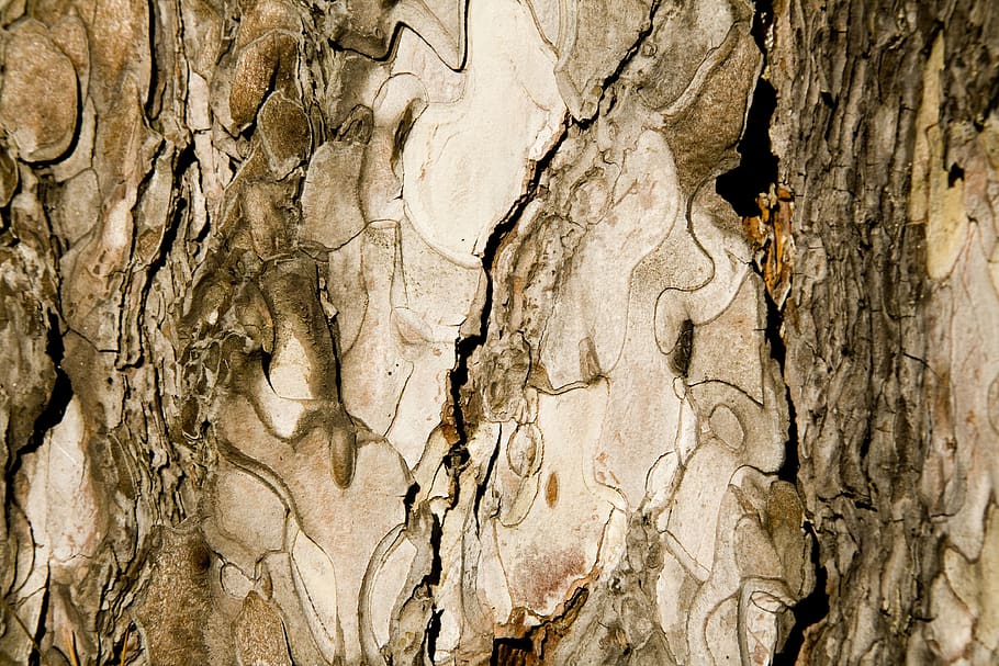 texture, tree, shell, detail, macro, wood tissue, tree trunk HD wallpaper