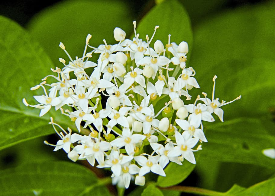 tiny, wild plant, white, blossom, forest, leaves, meadow, nature HD wallpaper
