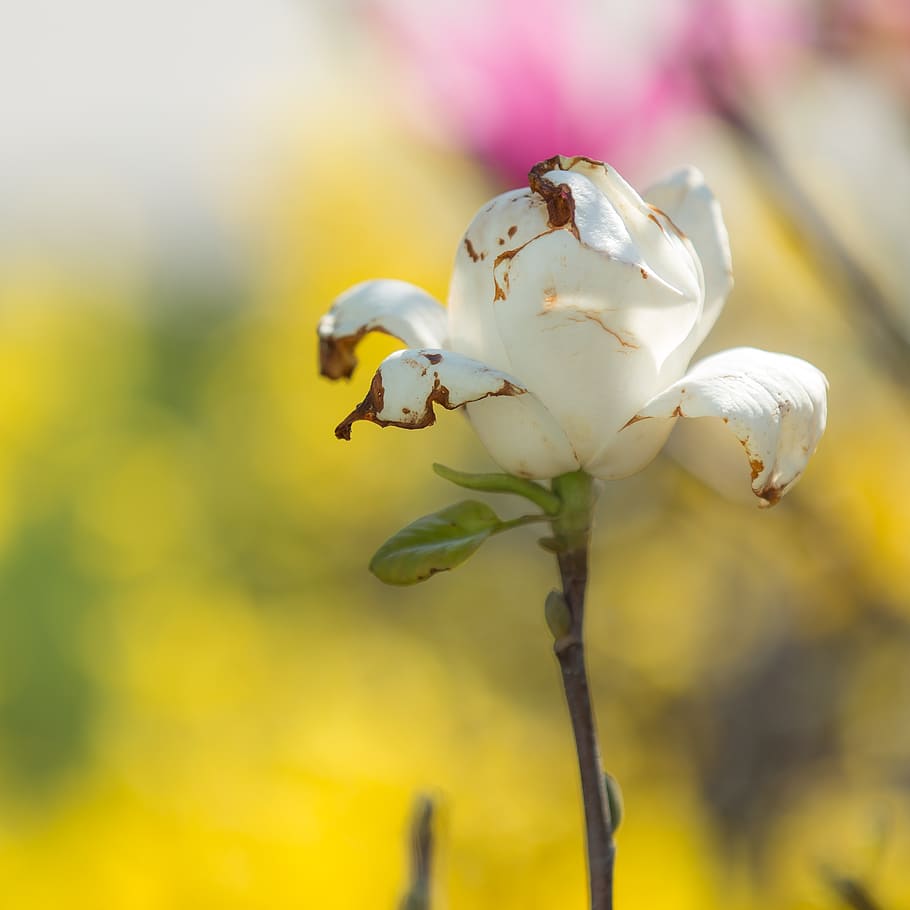 rose, flower, nature, plant, branch, springtime, tree, petal HD wallpaper