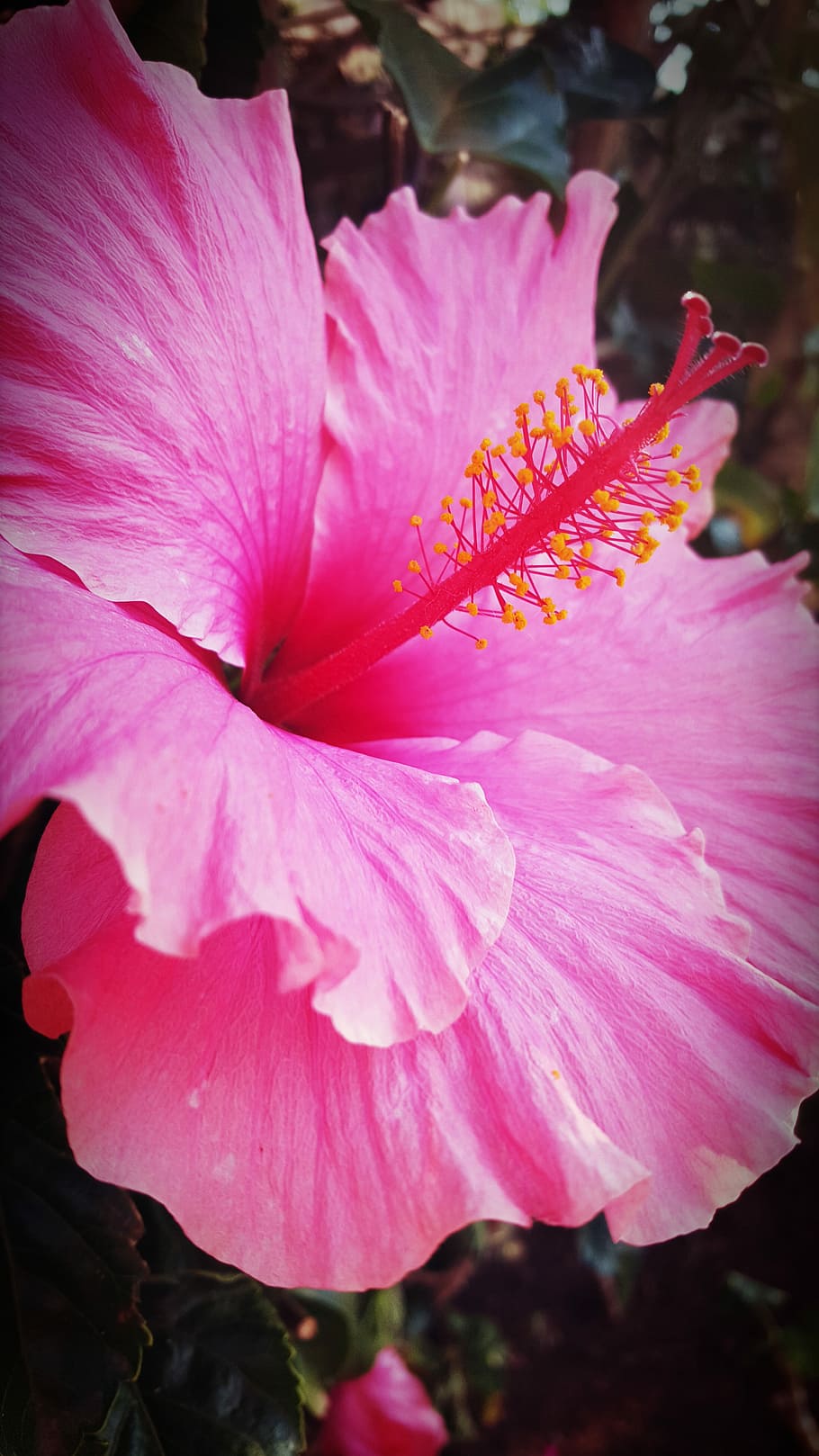 Hibiscus, Flower, Pink, Bloom, Plant, floral, exotic, bright HD wallpaper
