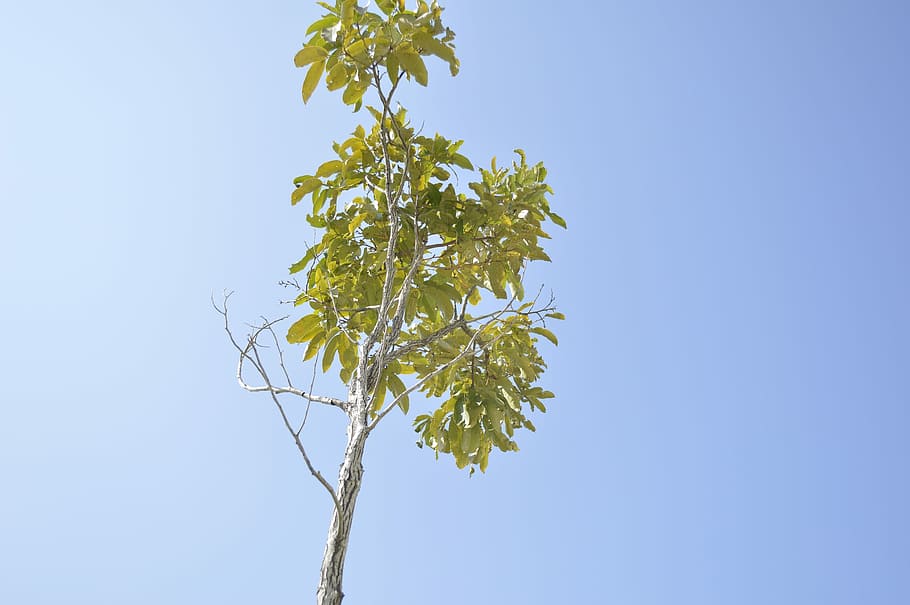Tree, Sky, clear sky, blue, nature, plant, low angle view, growth HD wallpaper