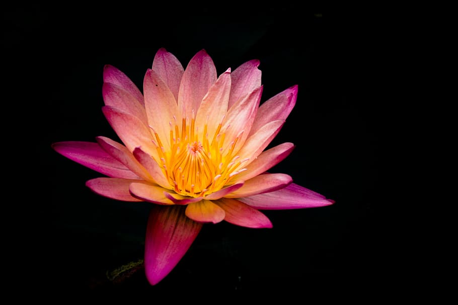 pink and orange waterlily flower macro photography, petal, bloom HD wallpaper