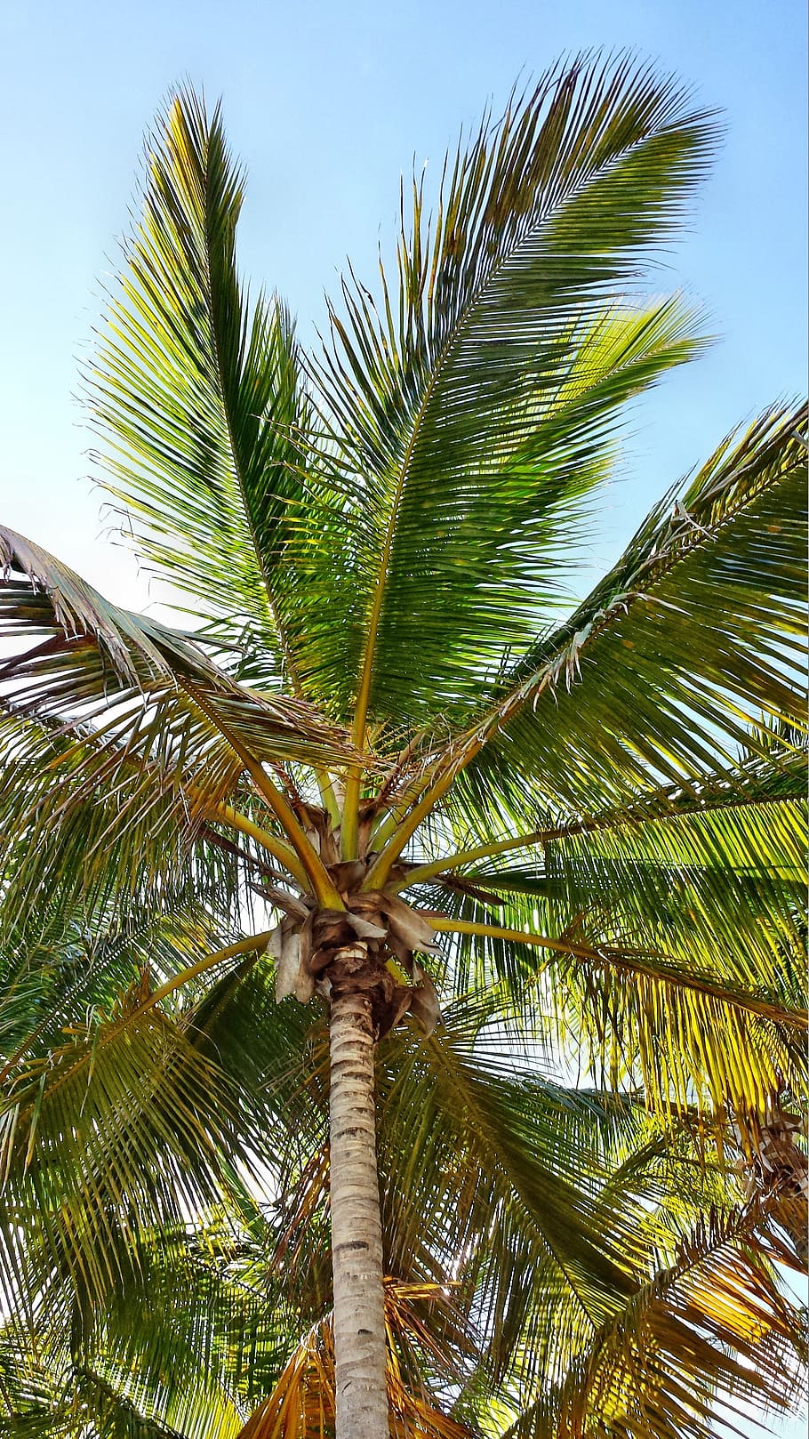 palma, palme, coconuts, palm tree, tropical climate, plant HD wallpaper