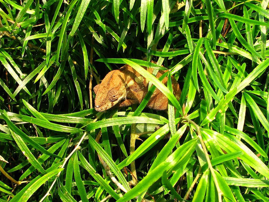 Chameleon, Reptile, Sweet, green color, one animal, animals in the wild HD wallpaper