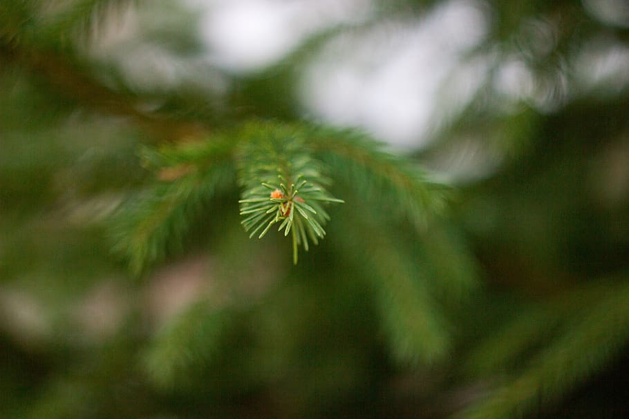 spruce, needles, branch, tree, plant, conifer, green, macro HD wallpaper