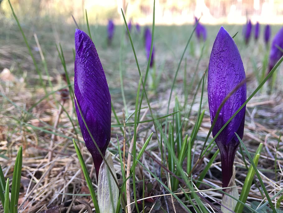 spring, flowering, nature, flowers, plant, growth, purple, beauty in nature HD wallpaper
