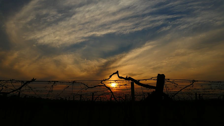 sunset, cloud, vines, sky, silhouette, cloud - sky, fence, boundary HD wallpaper