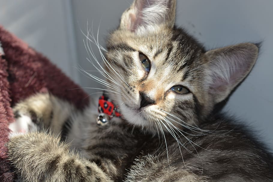 photography of brown tabby kitten, cute, cat, animal, feline HD wallpaper