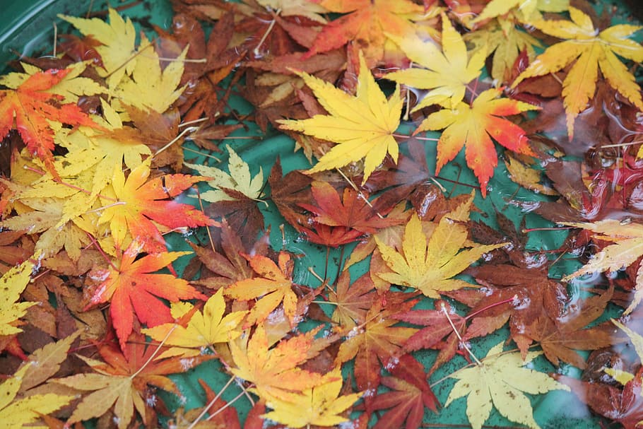 autumn, fall, orange, yellow, nature, season, foliage, color HD wallpaper