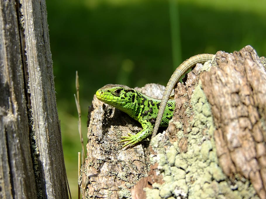 lizard, sand lizard, nature, reptile, cold blooded animals, HD wallpaper