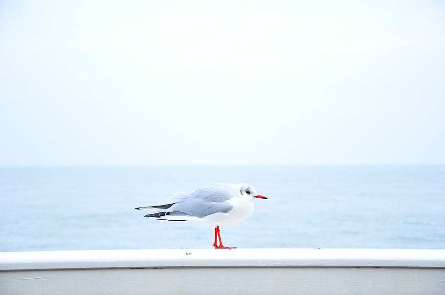 gray and white bird near body of water, ring-billed gull perched on white concrete railing in front of body of water during daytime HD wallpaper