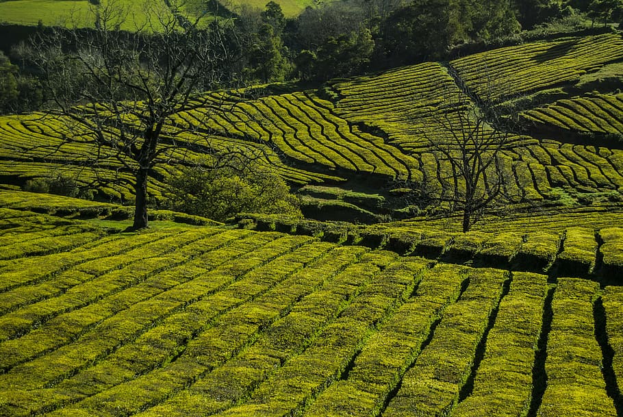 landscape photography of green field, plantation, tea, nature HD wallpaper