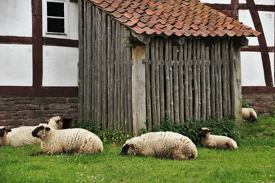 sheep, sheep barn, farm, timbered barn, lunch break, snooze HD wallpaper