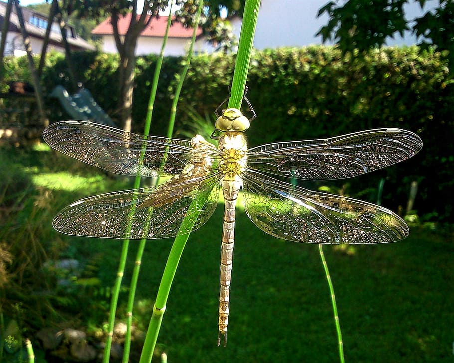 dragonfly, natur, insect, macro, garden, spring, summer, sunny HD wallpaper
