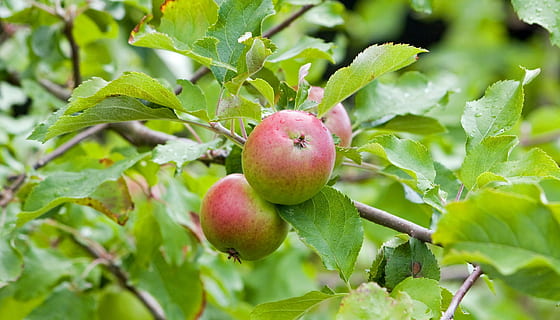 apples, fresh, tree, fruit, food, photo, image, foliage, leaves HD wallpaper