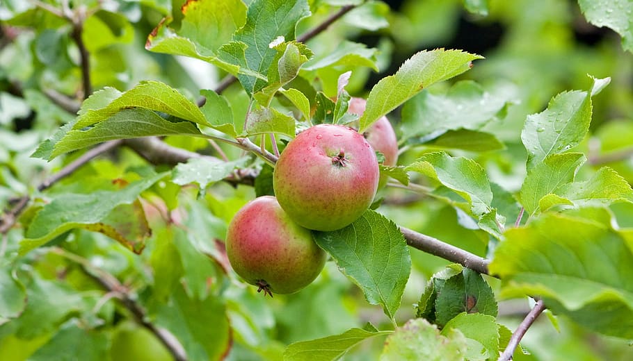 apples, fresh, tree, fruit, food, photo, image, foliage, leaves HD wallpaper