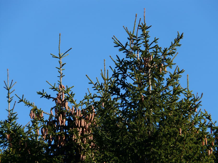 pine cones, tap, tree, conifer, common spruce, picea abies HD wallpaper