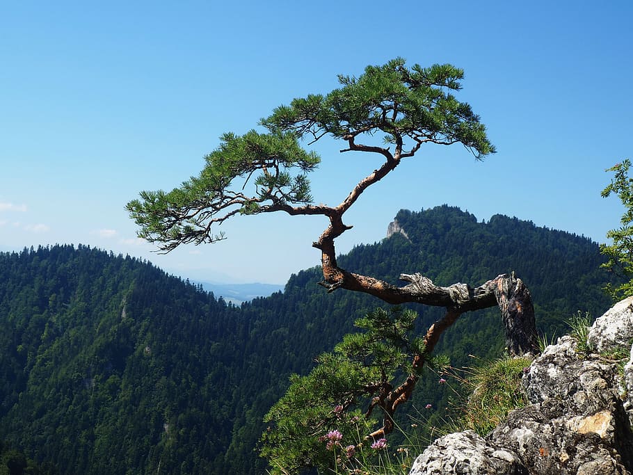 sokolica, pieniny, mountains, landscape, pine, tree, top, green, HD wallpaper