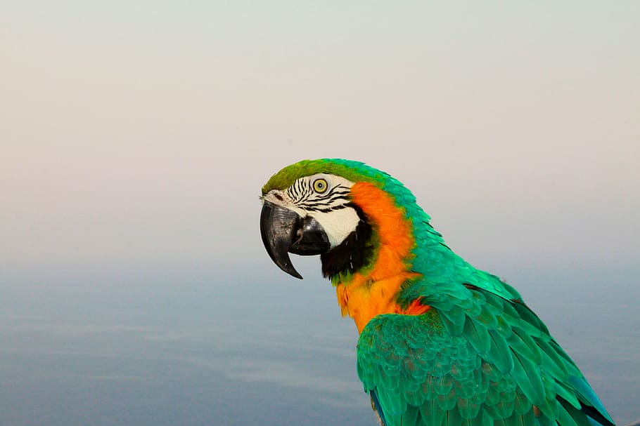 animal, avian, beak, bird, bright, color, colorful, colourful, HD wallpaper
