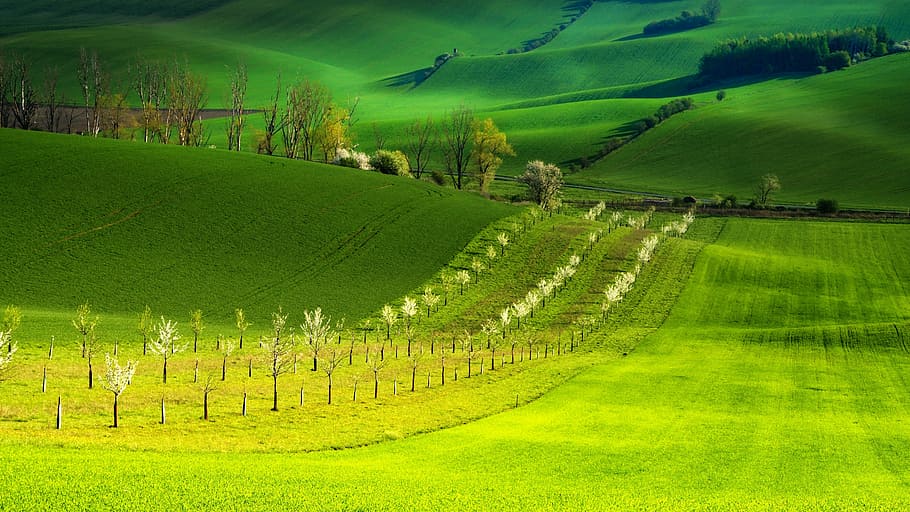green field wallpaper, moravia, south moravia, landscape, spring, HD wallpaper