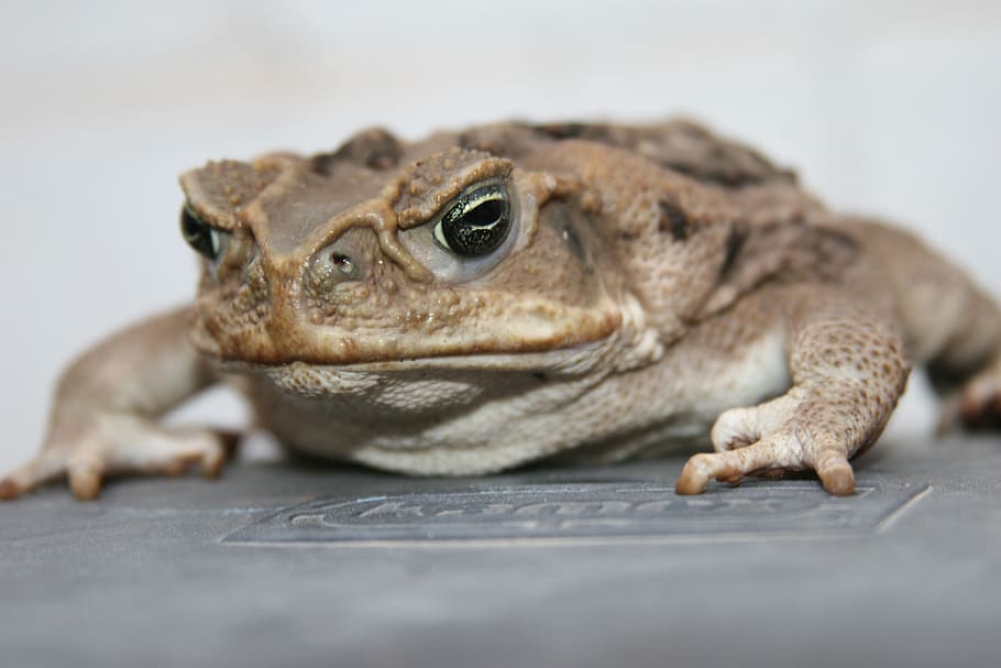 bufo, toad, anfic, sapito, rough skin, bufo bufo, reptile, one animal, HD wallpaper