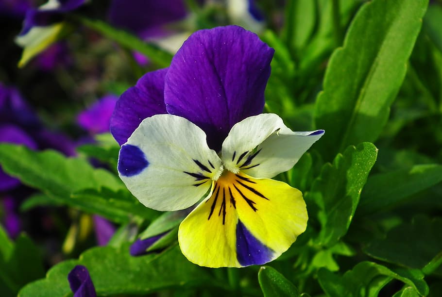 flower, pansy, colored, nature, leaf, plant, garden, spring HD wallpaper