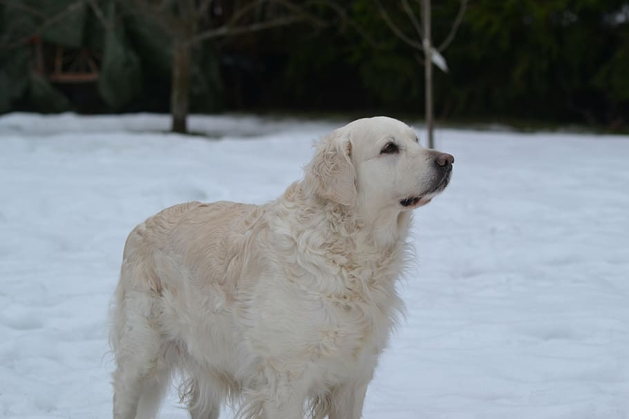 dog, stands, winter, one animal, domestic, pets, canine, domestic animals HD wallpaper