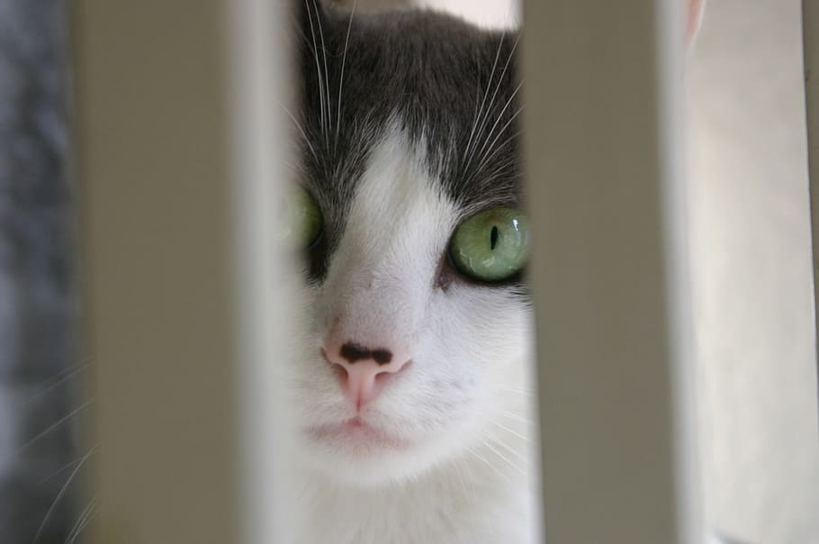 cat, task, portrait, animal themes, one animal, pets, domestic HD wallpaper