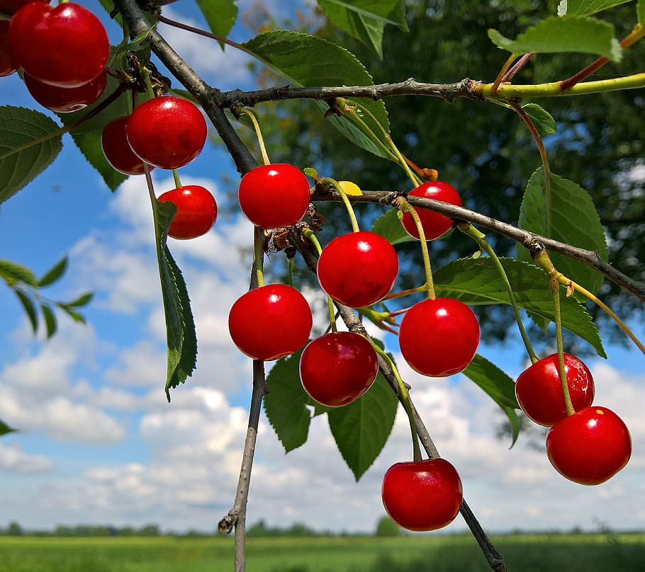 nature, spring, sweet, cherry, clouds, sky, red, agriculture HD wallpaper