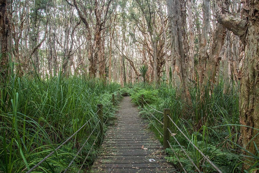 park, trees, path, centennial park, melaleuca trees, sydney HD wallpaper