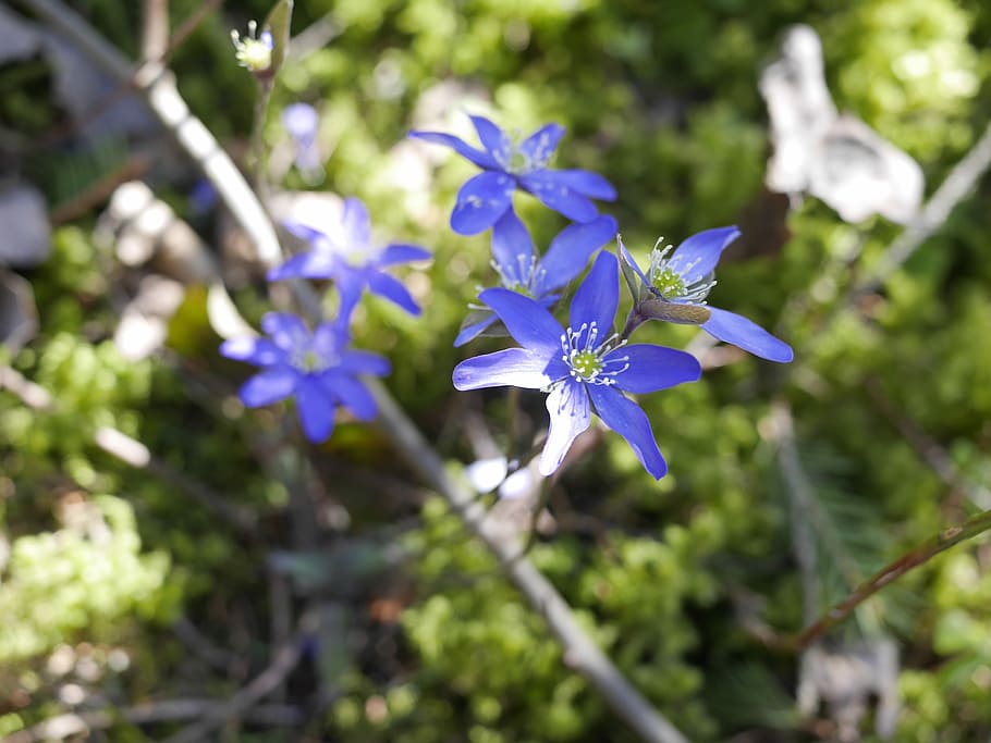 Hepatica, Spring, Pennywort, Finnish, forest, spring plant