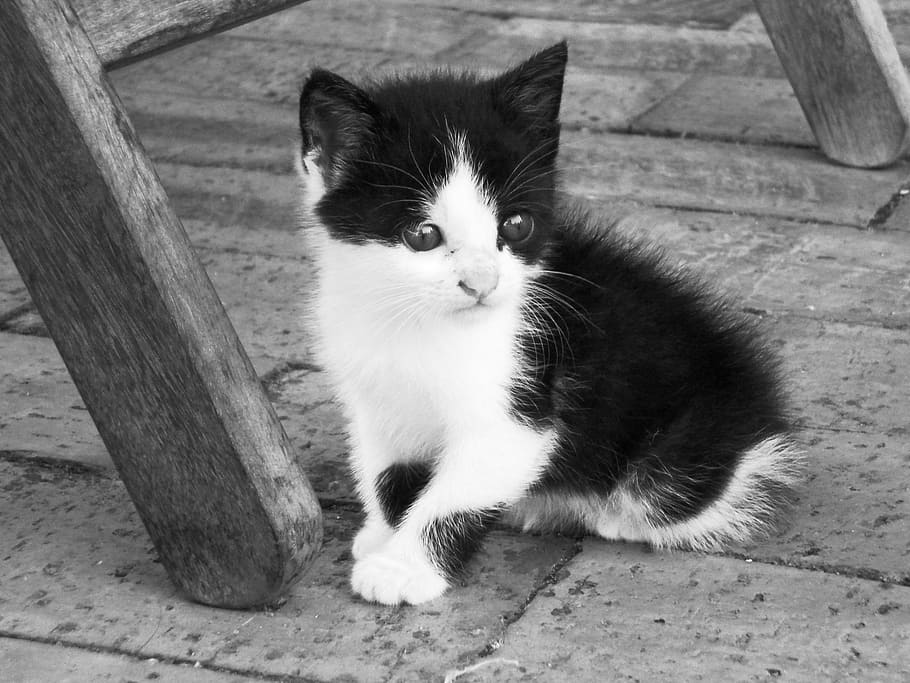 cat, felines, pet, animals, black and white, domestic, pets HD wallpaper
