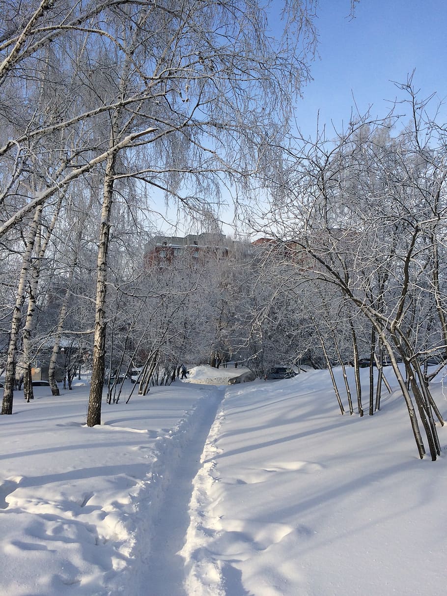 winter, path, birch, snow, nature, tree, cold - Temperature HD wallpaper